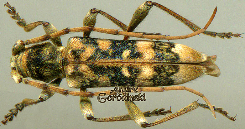 http://www.gorodinski.ru/cerambyx/Anaglyptus scolopax.jpg